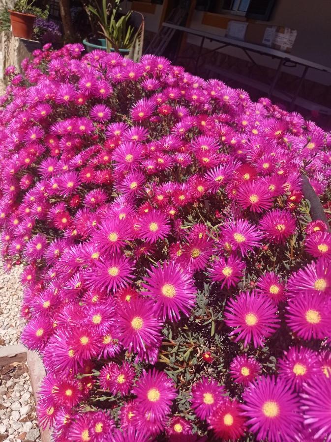 Quinta Das Hortensias I Quinta Do Sol Cruz do Campo Zewnętrze zdjęcie